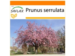 SAFLAX Garden in the bag Cerezo japonés 30 semillas Con sustrato de cultivo en una práctica bolsa automontable Prunus serrulata