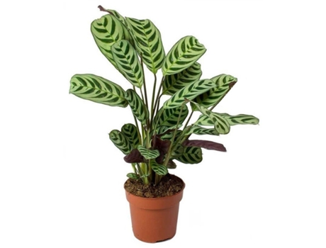 Plantas verdes - PLANT IN A BOX - Ctenanthe burle-marxii - Set de 1 - Maceta 12cm - Altura 25-40cm