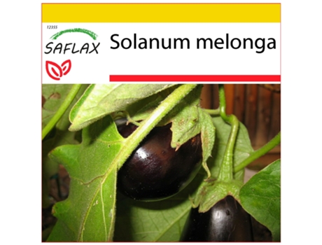SAFLAX Conjunto de cultivo Berenjena 20 semillas Con mini invernadero, sustrato de cultivo y 2 macetas Solanum melonga