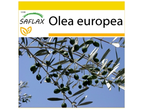 SAFLAX Conjunto de cultivo Olivo 20 semillas Con mini invernadero, sustrato de cultivo y 2 macetas Olea europea