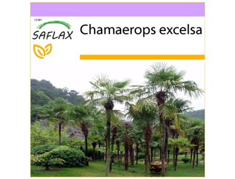 SAFLAX Palma enana 10 semillas Chamaerops excelsa