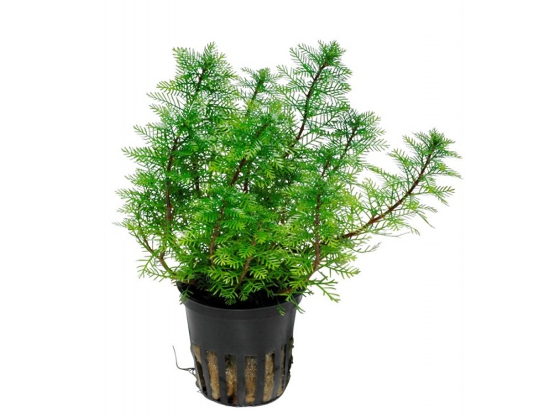 Myriophyllum Mattogrossense