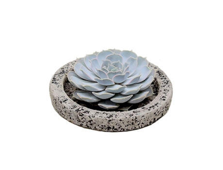 Cactus y suculentas - PLANT IN A BOX - Echeveria lilacina - Set de 1 - Maceta 0cm - Altura 8cm