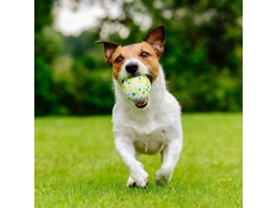 2026-pelota De Goma Para Perros Juguete Masticable Limpieza Dental Jugar Entrenar Flotante E-tpu Natural