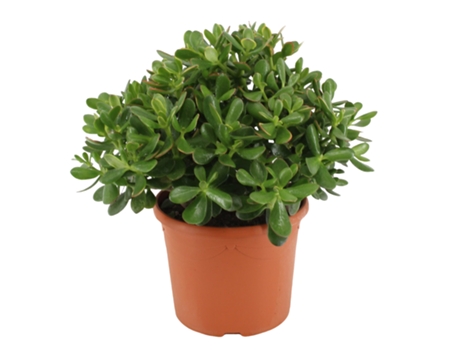 Cactus y suculentas - PLANT IN A BOX - Crassula ovata Minor - Set de 1 - Maceta 17cm - Altura 30-35cm