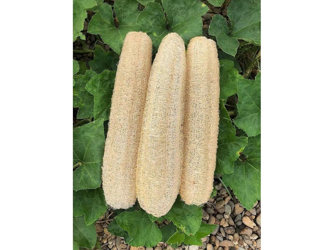 Esponjas De Lufa Natural, 3 Unidades, Para Exfoliación Y Cuidado En El Baño.