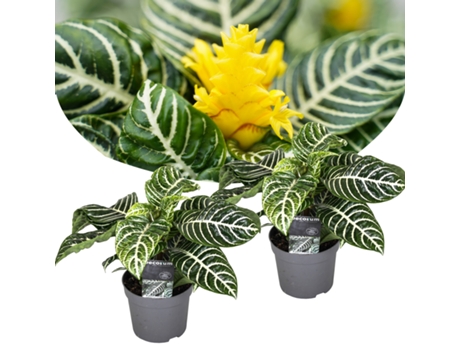 Plantas verdes - PLANT IN A BOX - Aphelandra squarrosa Botanica - Set de 2 - Maceta 13cm - Altura 25-45cm