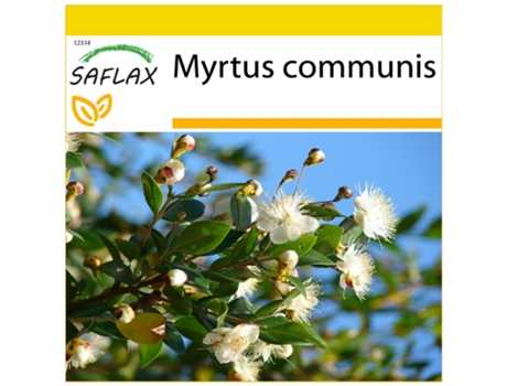 SAFLAX Conjunto de cultivo Mirto 30 semillas Con mini invernadero, sustrato de cultivo y 2 macetas Myrtus communis