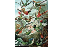 Puzzle PIATNIK Haeckel Colibris (Edad Mínima: 10 Años - 1000 Piezas)