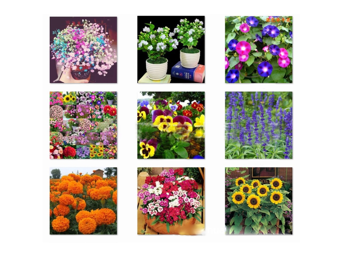 50 semillas de gardenia y jazmín aromático para macetas y balcones.
