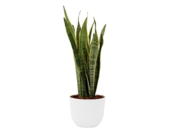 Planta Natural BIOMA PLANTS Sansevieria Laurentii c/Florero (Biodegradable, Granito - Blanco - 60-70 cm)