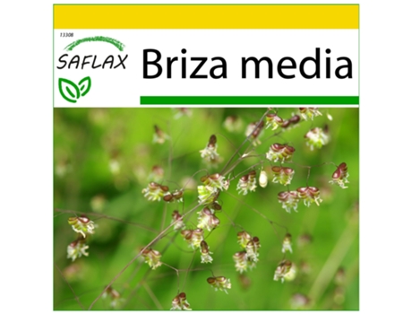 SAFLAX Conjunto de cultivo Corazones 75 semillas Con mini invernadero, sustrato de cultivo y 2 macetas Briza media