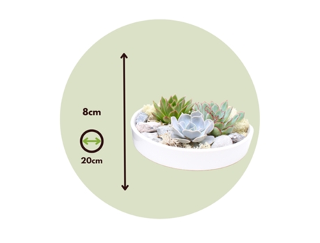 Cactus y suculentas - PLANT IN A BOX - Echeveria lilacina - Set de 1 - Maceta 0cm - Altura 8cm
