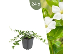 | 24 Plantas De Pervinca Blanca | Vinca Minor Alba | Cobertura Del Suelo Hardy | Perenes Hardy | Plantas De Jardín Hardy Plants By Frank