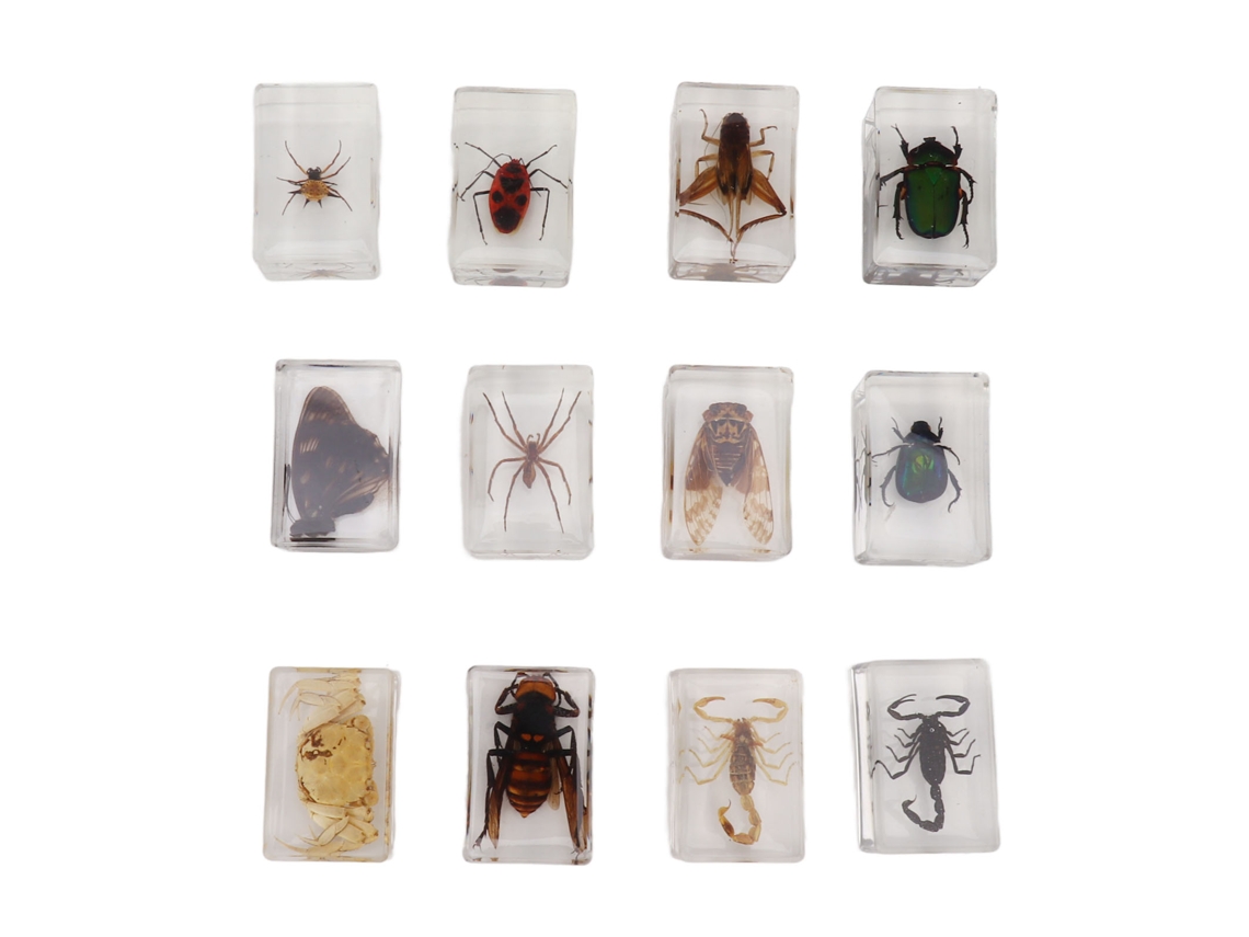 12 especímenes de insectos en resina para la educación científica