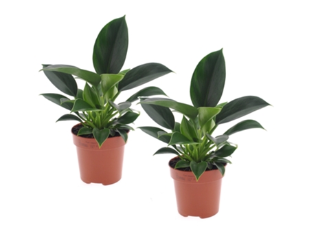 Plantas verdes - PLANT IN A BOX - Philodendron 'Green Princess' - Set de 2 - Maceta 12cm - Altura 20-30cm