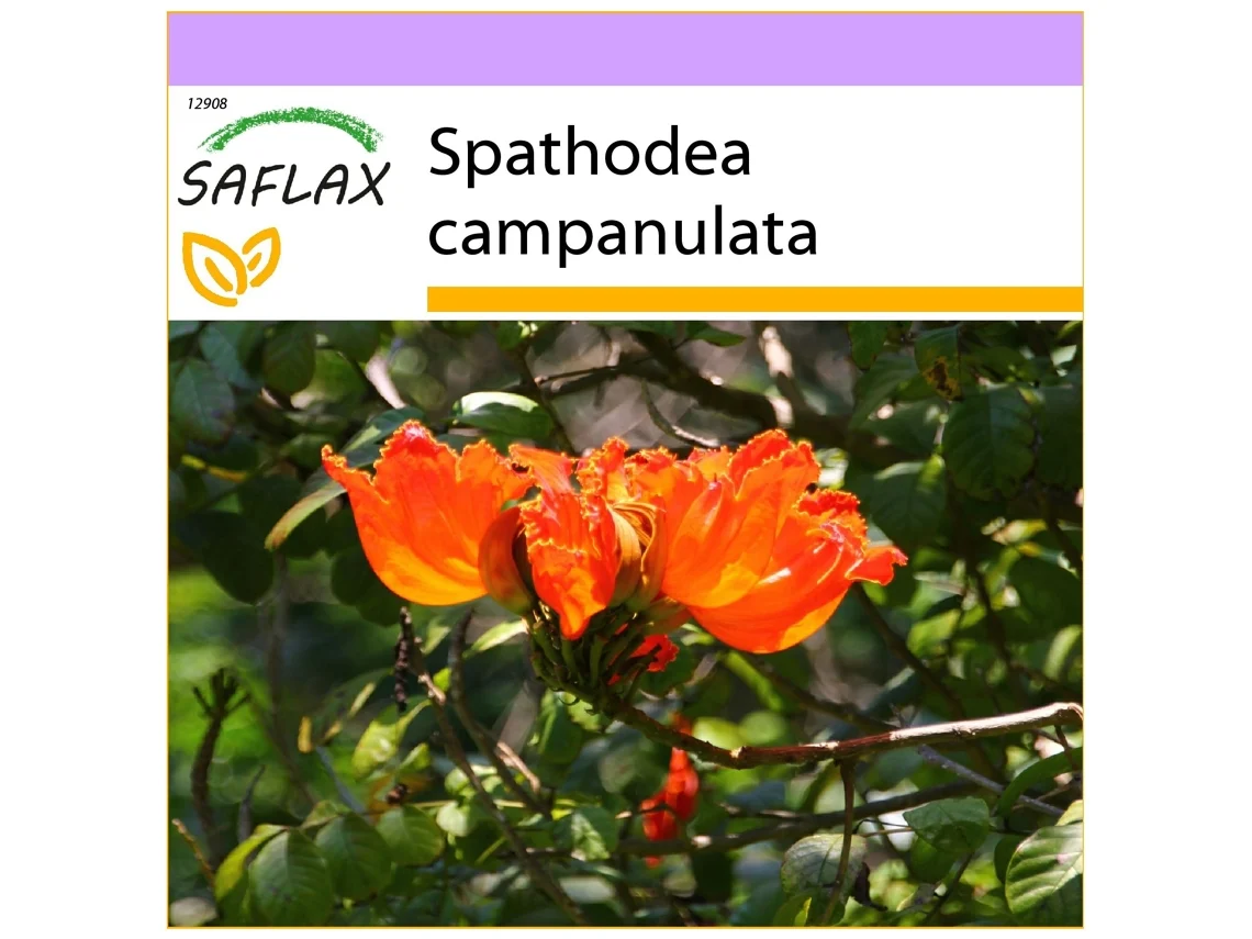 SAFLAX Tulipán africano 30 semillas Spathodea campanulata