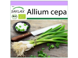 SAFLAX Ecológico Cebolla de primavera Cebolla de Lisboa blanca 150 semillas Allium cepa