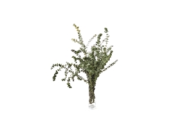 Eucaliptus Baby Blue | Flor Natural | Ramo de 5 tallos | Verde | 30cm de alto