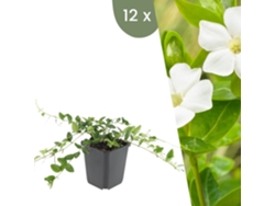 | 12 Plantas De Pervinca Blanca | Vinca Minor Alba | Cobertura Del Suelo Hardy | Perennes Hardy | Plantas De Jardín Hardy Plants By Frank