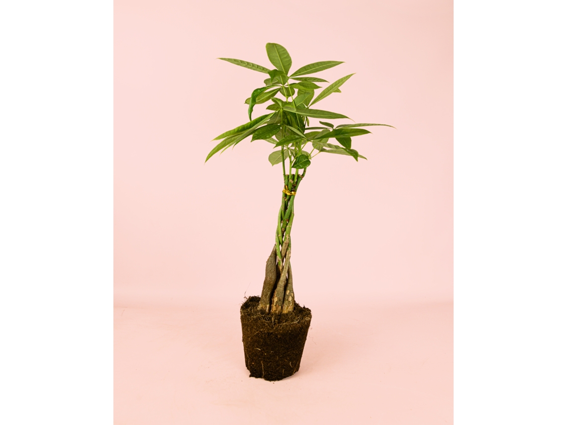Pachira Aquatica 12 cm – Árbol del dinero apto para mascotas