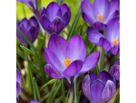 Bulbos de flor - PLANT IN A BOX - Crocus Ruby Giant - Set de 200 - Maceta 0cm - Altura 0cm