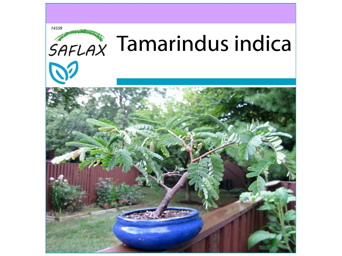 SAFLAX Tamarindo 4 semillas Tamarindus indica