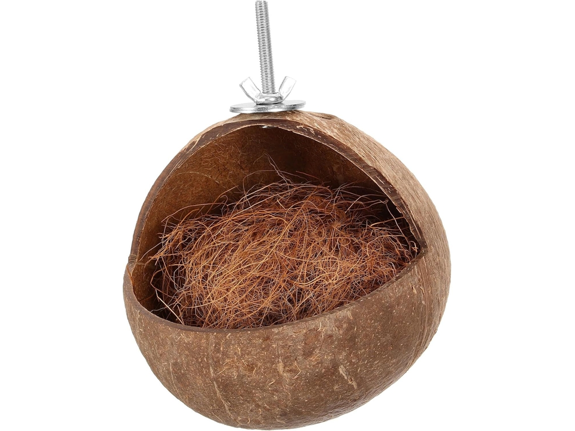 Nido De Loro En Cáscara De Nogal Marrón, Finamente Acabado.