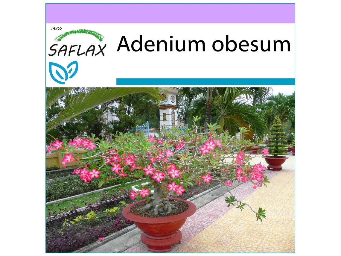 SAFLAX Rosa del desierto 8 semillas Adenium obesum