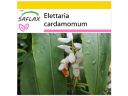 SAFLAX Conjunto de cultivo Cardamomo 20 semillas Con mini invernadero, sustrato de cultivo y 2 macetas Elettaria cardamomum