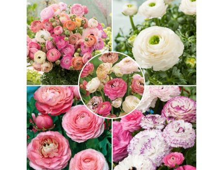 Bulbos de flor - PLANT IN A BOX - Ranunculus - Set de 40 - Maceta 0cm - Altura 0cm