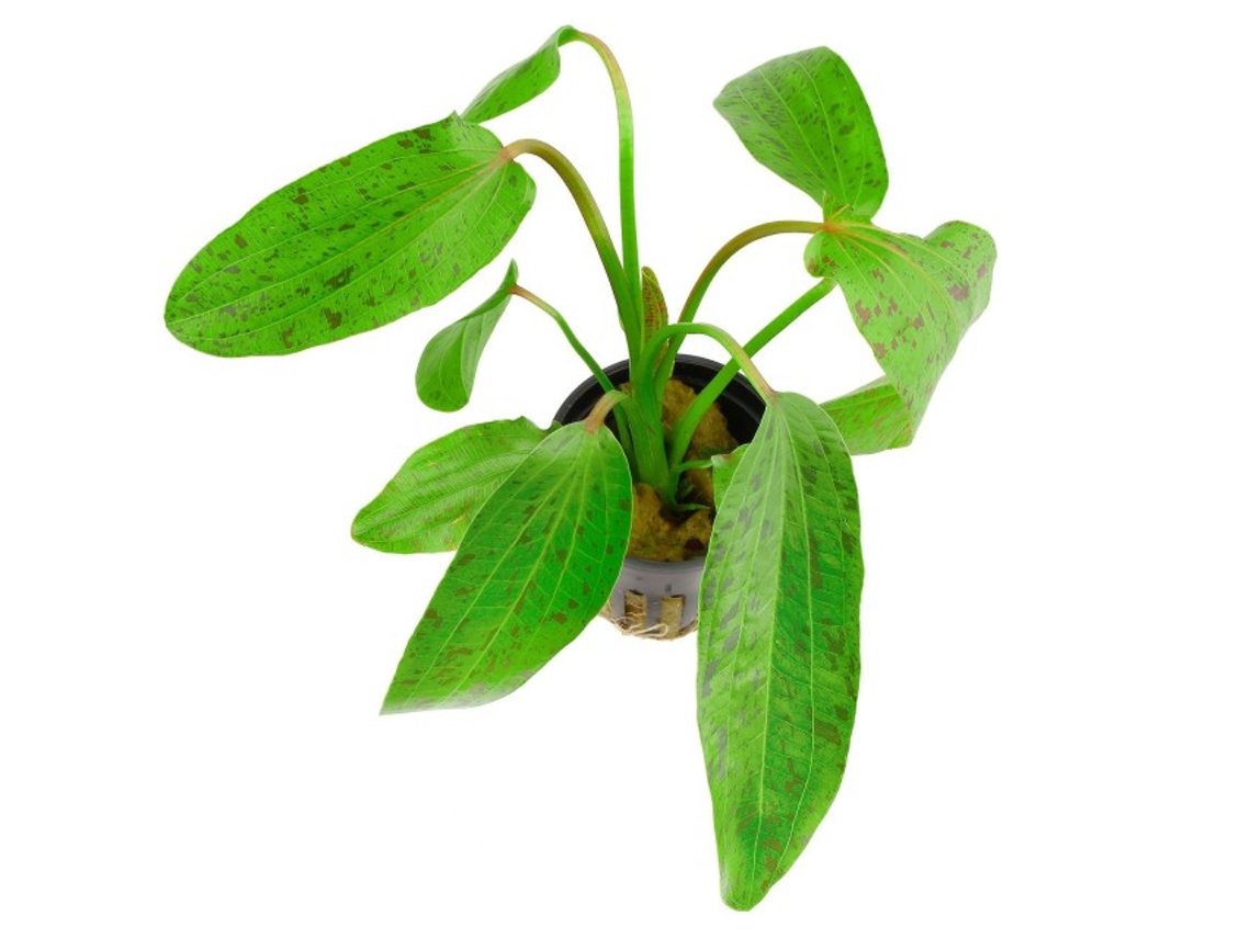 Echinodorus X "ozelot Green"