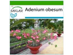 SAFLAX Rosa del desierto 8 semillas Con sustrato de cultivo libre de gérmenes Adenium obesum
