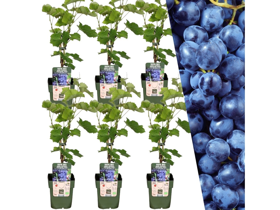 Plantas de Frank | 6 plantas de arándanos | 100 plantas frutales orgánicas | arándanos | plantas de jardin | Plantas resistentes para el jardín