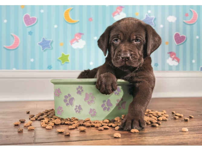 Puzzle CLEMENTONI Cachorro y Sus Croquetas (180 Piezas)
