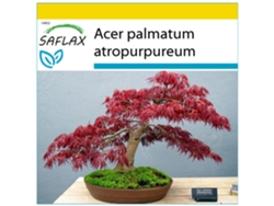 SAFLAX Conjunto de cultivo Arce japonés 20 semillas Con mini invernadero, sustrato de cultivo y 2 macetas Acer palmatum atropurpureum