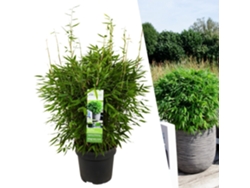 Planta de bambú XL resistente | Fargesia lágrimas de luna Boobux | Plantas de jardín | Pastos | Diámetro 29 cm | 25 centímetros | Sin corredores de raíces