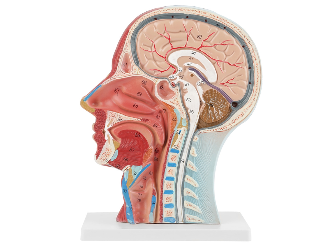 Modelo Anatómico De Cabeza, Cerebro Y Cuello - Sección Media - Pvc Realista Para La Enseñanza De La Medicina
