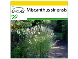SAFLAX Conjunto de cultivo Plateado chino 200 semillas Con mini invernadero, sustrato de cultivo y 2 macetas Miscanthus sinensis
