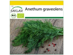 SAFLAX Conjunto de cultivo Ecológico Eneldo 700 semillas Con mini invernadero, sustrato de cultivo y 2 macetas Anethum graveolens