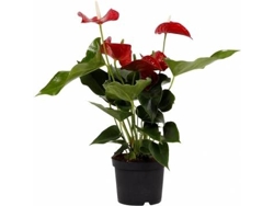 Planta Natural BIOMAPLANTS Antúrio (50-60 cm)