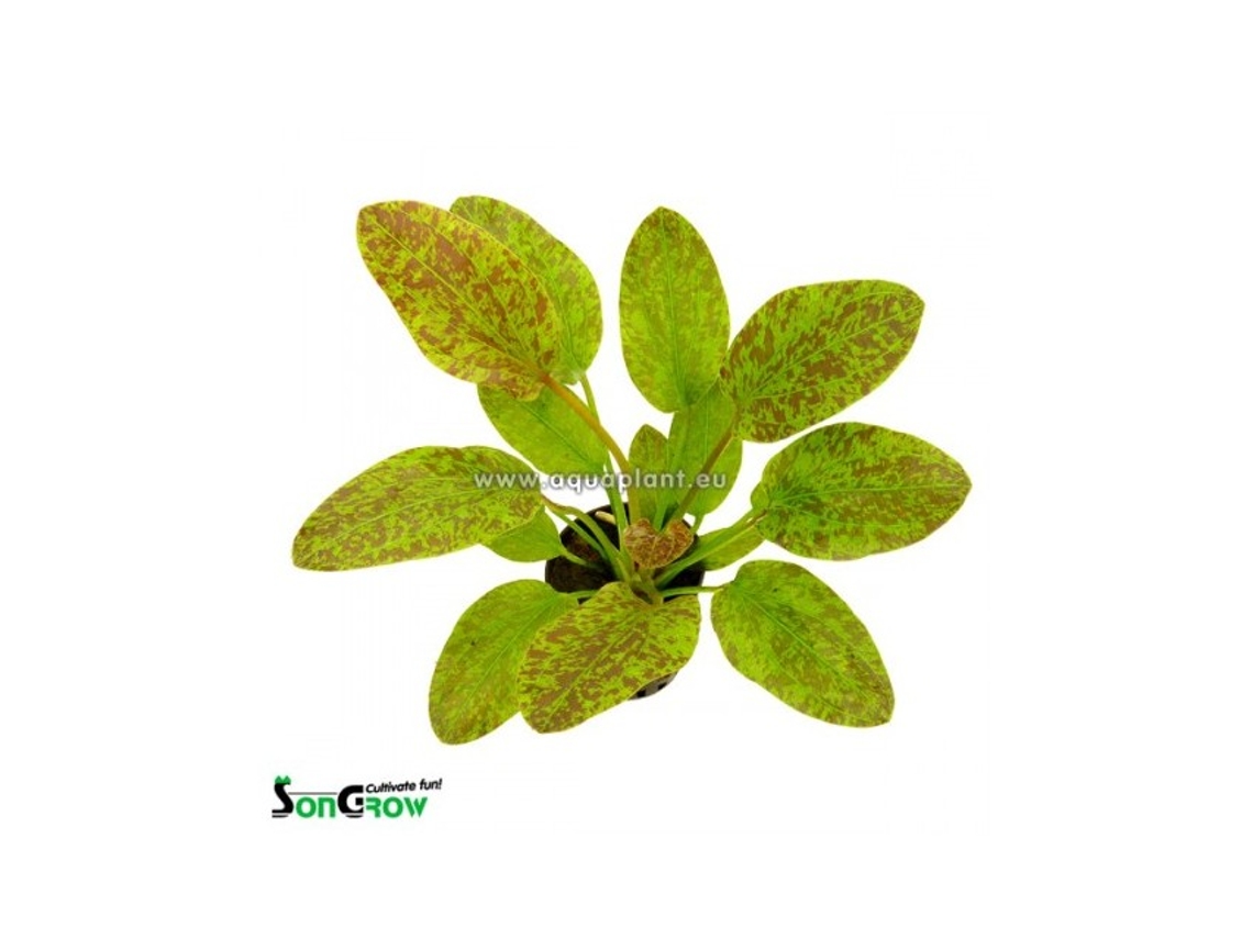 Echinodorus Green Flame