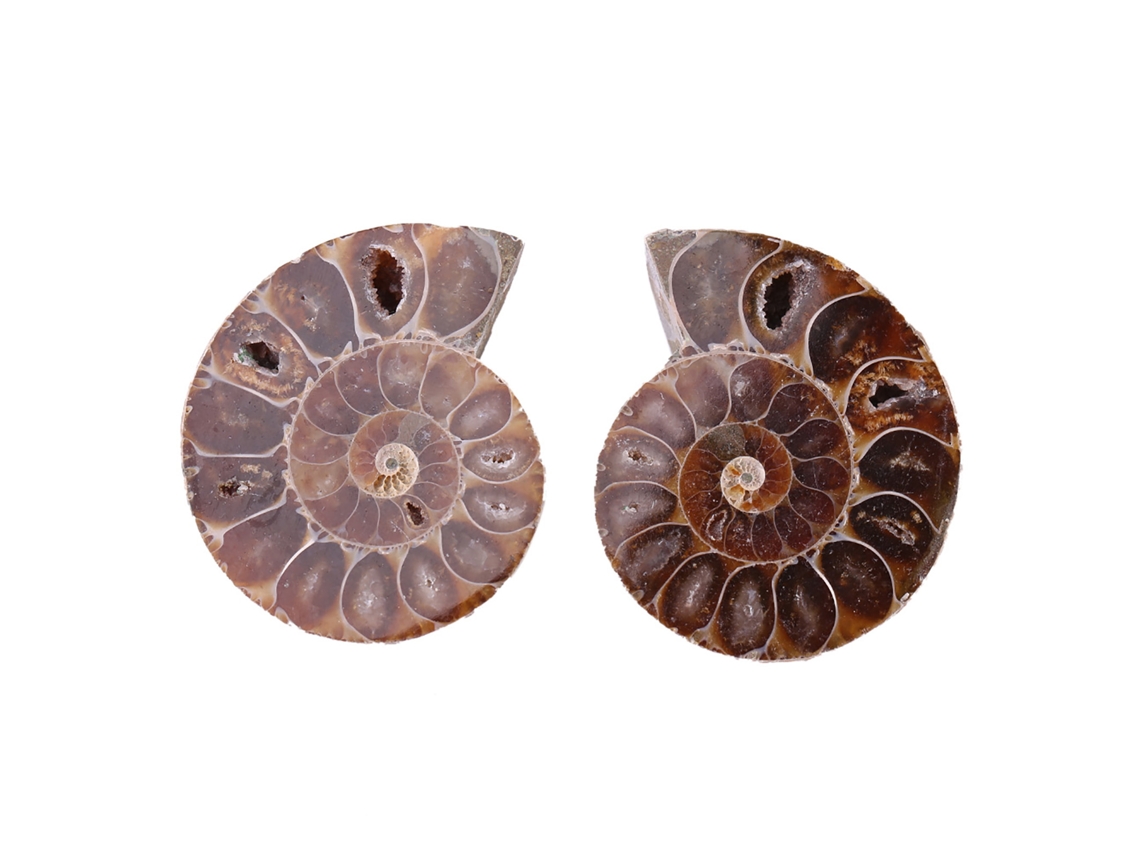 2 piezas de concha fósil de amonites de Madagascar, muestra mineral natural de 4 cm