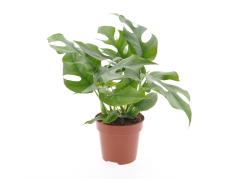 Plantas verdes - PLANT IN A BOX - Rhaphidophora Tetrasperma - Set de 1 - Maceta 12cm - Altura 20-30cm