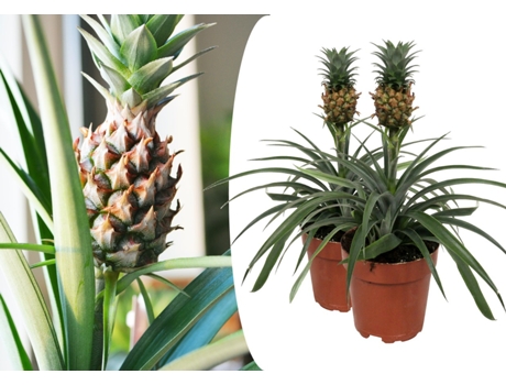 Plantas verdes - PLANT IN A BOX - Ananas comosus 'Mi Amigo' - Set de 2 - Maceta 12cm - Altura 35-45cm