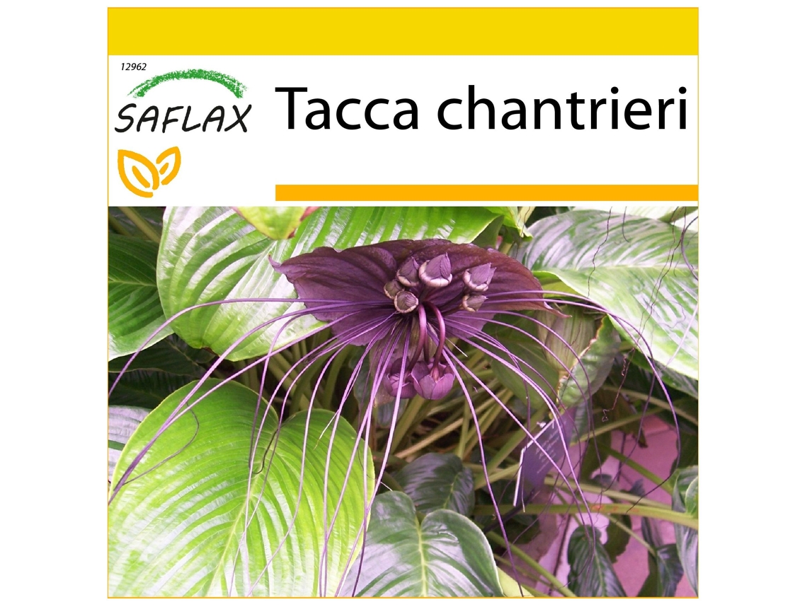 SAFLAX Conjunto de cultivo Planta murciélago 10 semillas Con mini invernadero, sustrato de cultivo y 2 macetas Tacca chantrieri