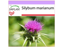 SAFLAX Cardo mariano 75 semillas Silybum marianum