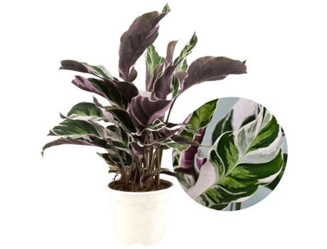 Plantas verdes - PLANT IN A BOX - Calathea Lietzei “White Fusion” - Set de 1 - Maceta 14cm - Altura 30-40cm