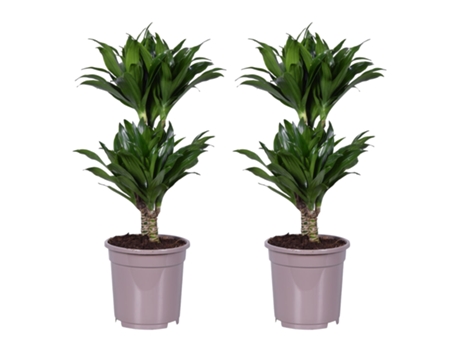 Plantas verdes - PLANT IN A BOX - Dracaena Deremensis Compacta - Set de 2 - Maceta 17cm - Altura 60-70cm