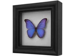 Marco 3d Profundo Objetos Cristal 13x13 Expositora Cuadrada Gruesa Flores Secas Vitrina Insectos Disecados Cm